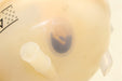 47240540